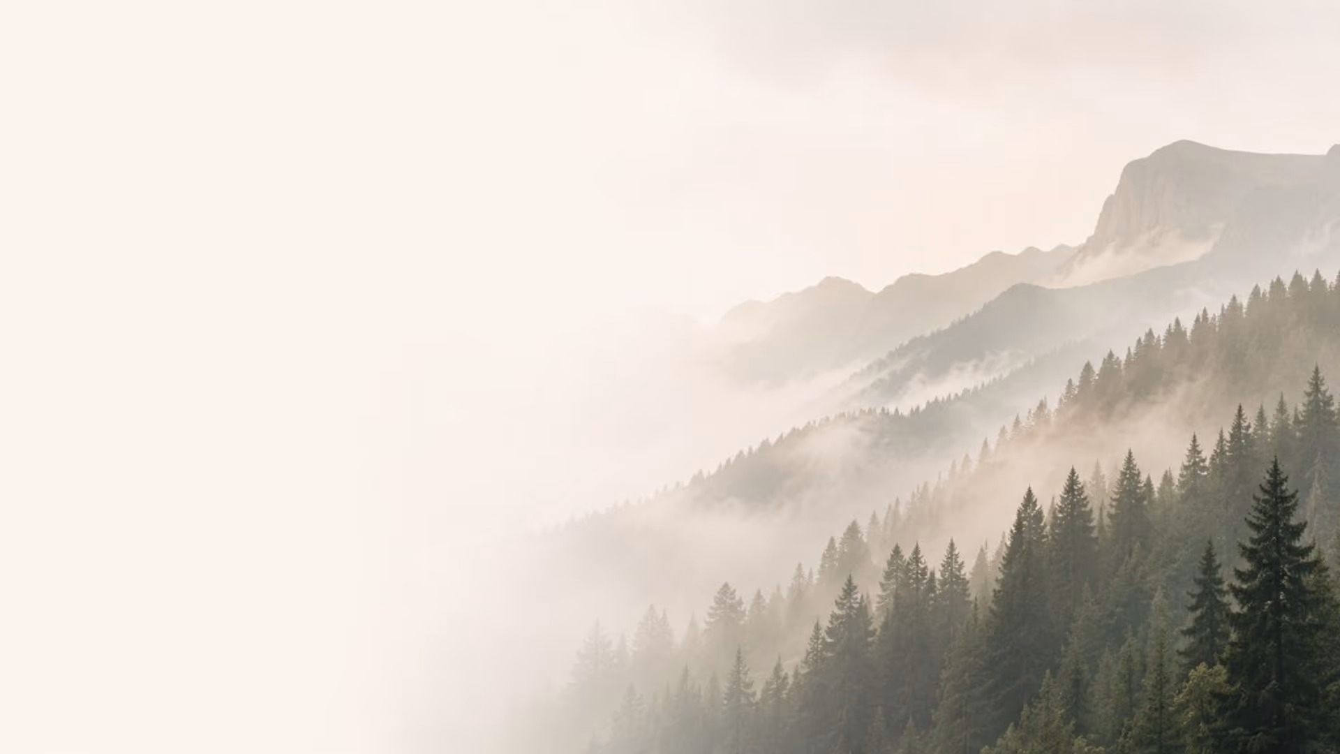 Misty mountain ridges rising above an evergreen forest